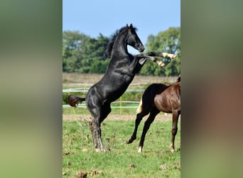 Hannoveraan, Hengst, 1 Jaar, Schimmel
