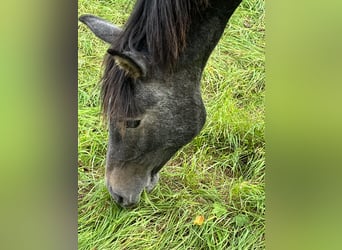 Hannoveraan, Hengst, 1 Jaar, Schimmel