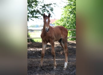 Hannoveraan, Hengst, 1 Jaar