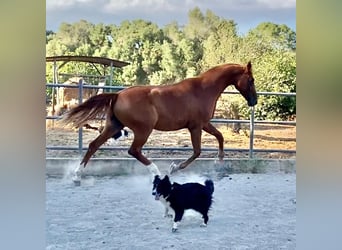 Hannoveraan, Hengst, 1 Jaar, Vos