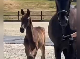 Hannoveraan, Hengst, 1 Jaar, Zwartbruin