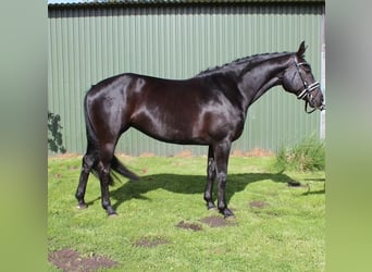 Hannoveraan, Hengst, 2 Jaar, 155 cm, Zwart