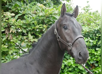 Hannoveraan, Hengst, 2 Jaar, 157 cm, Donkerbruin