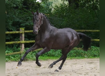 Hannoveraan, Hengst, 2 Jaar, 157 cm, Donkerbruin