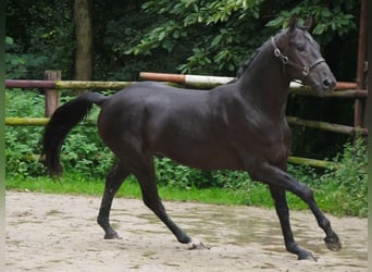 Hannoveraan, Hengst, 2 Jaar, 157 cm, Donkerbruin