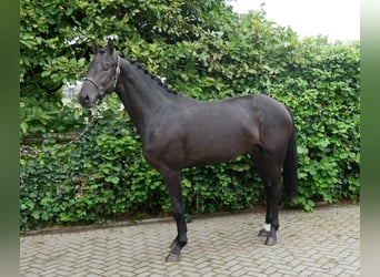 Hannoveraan, Hengst, 2 Jaar, 157 cm, Donkerbruin