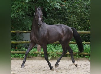 Hannoveraan, Hengst, 2 Jaar, 157 cm, Donkerbruin