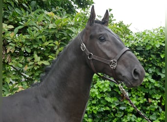 Hannoveraan, Hengst, 2 Jaar, 157 cm, Donkerbruin