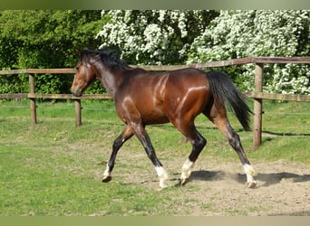 Hannoveraan Mix, Hengst, 2 Jaar, 158 cm, Donkerbruin