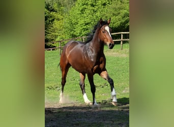Hannoveraan Mix, Hengst, 2 Jaar, 158 cm, Donkerbruin