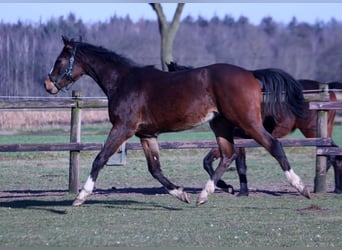 Hannoveraan Mix, Hengst, 2 Jaar, 158 cm, Donkerbruin