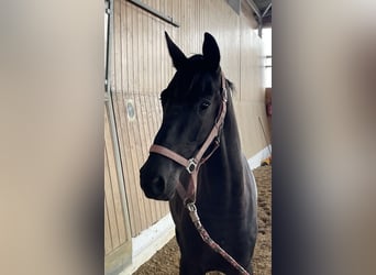 Hannoveraan, Hengst, 2 Jaar, 161 cm, Donkerbruin