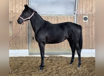 Hannoveraan, Hengst, 2 Jaar, 161 cm, Donkerbruin