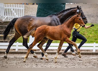 Hannoveraan, Hengst, 2 Jaar, 162 cm, Donkerbruin