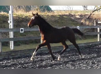 Hannoveraan, Hengst, 2 Jaar, 162 cm, Donkerbruin