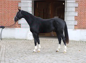 Hannoveraan, Hengst, 2 Jaar, 162 cm, Zwart