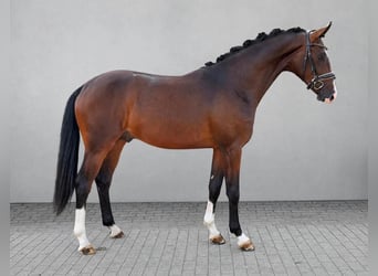 Hannoveraan, Hengst, 2 Jaar, 164 cm, Bruin