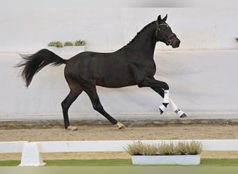 Hannoveraan, Hengst, 2 Jaar, 164 cm, Donkerbruin