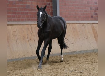 Hannoveraan, Hengst, 2 Jaar, 164 cm, Zwart