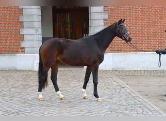 Hannoveraan, Hengst, 2 Jaar, 164 cm, Zwartbruin