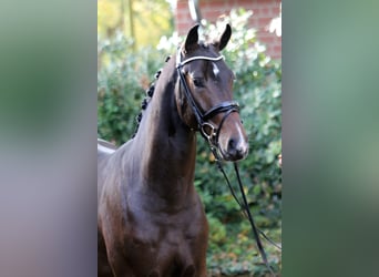 Hannoveraan, Hengst, 2 Jaar, 164 cm, Zwartbruin