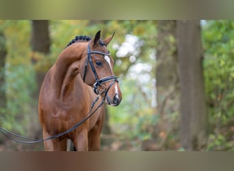 Hannoveraan, Hengst, 2 Jaar, 165 cm, Brauner
