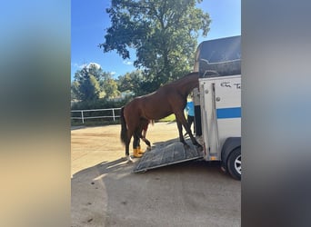 Hannoveraan, Hengst, 2 Jaar, 165 cm, Bruin