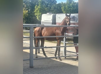 Hannoveraan, Hengst, 2 Jaar, 165 cm, Bruin