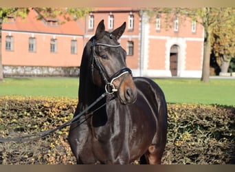 Hannoveraan, Hengst, 2 Jaar, 165 cm, Donkerbruin