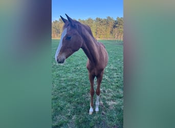 Hannoveraan, Hengst, 2 Jaar, 165 cm, Vos