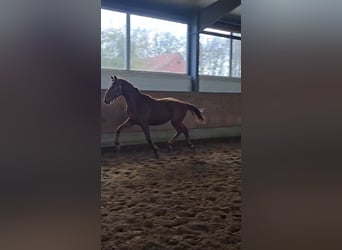 Hannoveraan, Hengst, 2 Jaar, 165 cm, Vos