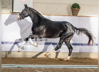 Hannoveraan, Hengst, 2 Jaar, 165 cm, Zwart