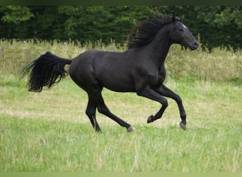 Hannoveraan, Hengst, 2 Jaar, 165 cm, Zwart