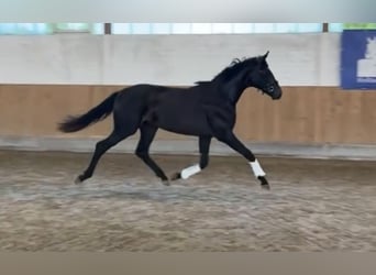 Hannoveraan, Hengst, 2 Jaar, 165 cm, Zwartbruin