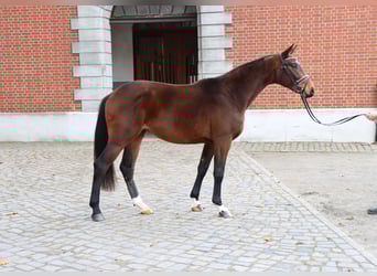 Hannoveraan, Hengst, 2 Jaar, 166 cm, Bruin