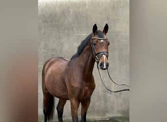 Hannoveraan, Hengst, 2 Jaar, 166 cm, Bruin