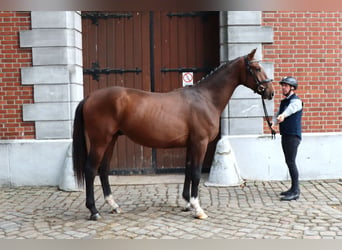 Hannoveraan, Hengst, 2 Jaar, 166 cm