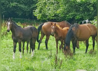 Hannoveraan, Hengst, 2 Jaar, 166 cm
