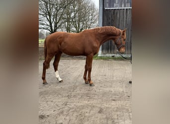 Hannoveraan, Hengst, 2 Jaar, 166 cm, Vos
