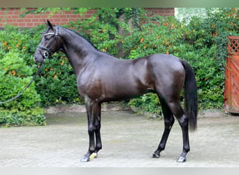 Hannoveraan, Hengst, 2 Jaar, 166 cm, Zwart