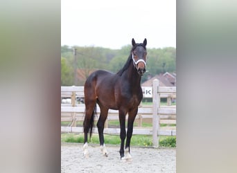 Hannoveraan, Hengst, 2 Jaar, 166 cm, Zwartbruin