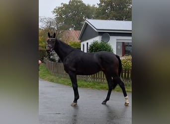 Hannoveraan, Hengst, 2 Jaar, 167 cm, Bruin