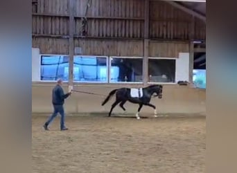 Hannoveraan, Hengst, 2 Jaar, 167 cm, Bruin