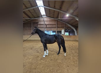 Hannoveraan, Hengst, 2 Jaar, 167 cm, Bruin