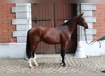 Hannoveraan, Hengst, 2 Jaar, 167 cm, Bruin