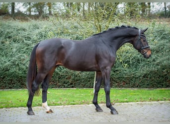 Hannoveraan, Hengst, 2 Jaar, 167 cm, Bruin