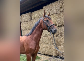 Hannoveraan, Hengst, 2 Jaar, 167 cm, Bruin