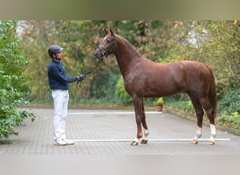 Hannoveraan, Hengst, 2 Jaar, 167 cm, Vos