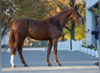 Hannoveraan, Hengst, 2 Jaar, 167 cm, Vos