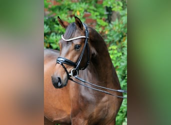 Hannoveraan, Hengst, 2 Jaar, 168 cm, Bruin